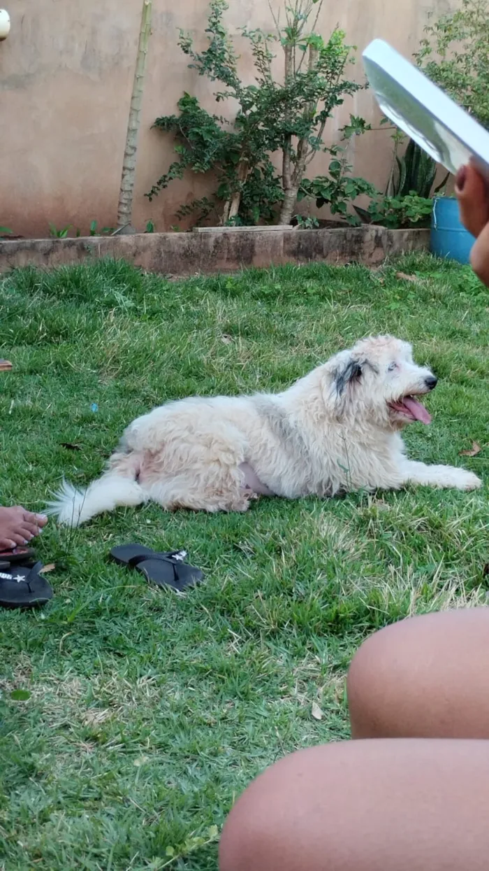 Cachorro raça SRD-ViraLata idade 4 anos nome Everest