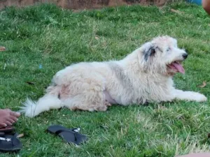 Cachorro raça SRD-ViraLata idade 4 anos nome Everest