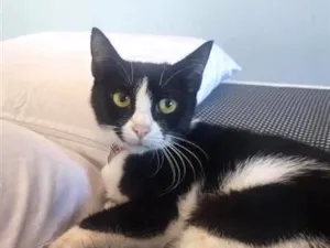 Gato raça SRD-ViraLata idade 2 a 6 meses nome Filhotes para adoção 