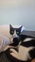 Filhotes para adoção 