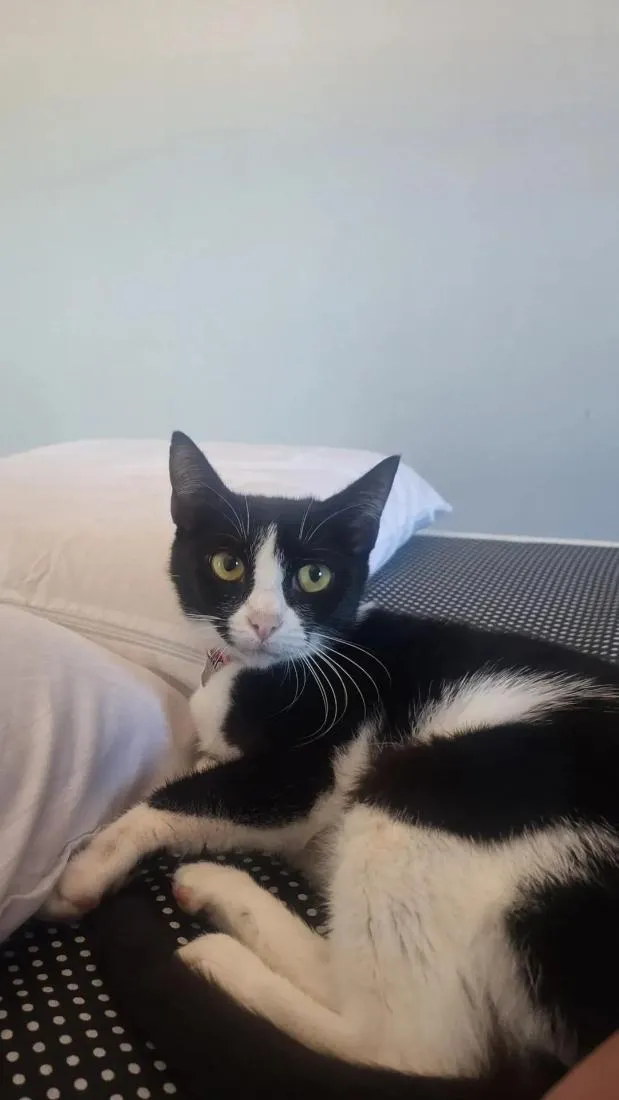 Gato raça SRD-ViraLata idade 2 a 6 meses nome Filhotes para adoção 