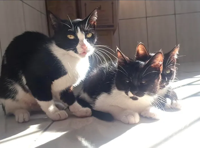 Gato raça SRD-ViraLata idade 2 a 6 meses nome Filhotes para adoção 