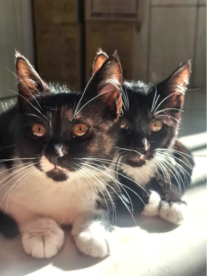 Gato raça SRD-ViraLata idade 2 a 6 meses nome Filhotes para adoção 