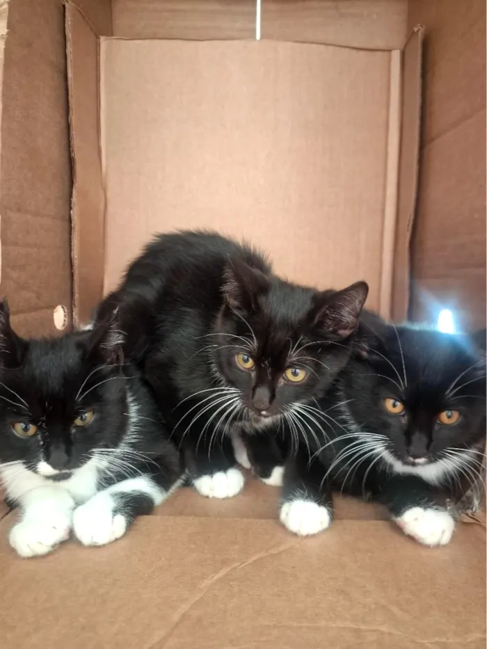 Gato raça SRD-ViraLata idade 2 a 6 meses nome Filhotes para adoção 