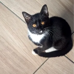 Gato raça SRD-ViraLata idade 2 a 6 meses nome Filhotes para adoção 