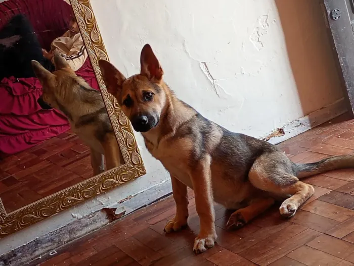 Cachorro raça Pastor Alemão idade 7 a 11 meses nome Tommy