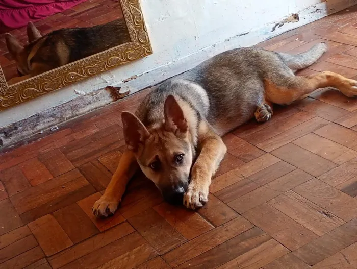Cachorro raça Pastor Alemão idade 7 a 11 meses nome Tommy