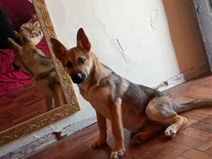 Cachorro raça Pastor Alemão idade 7 a 11 meses nome Tommy