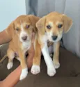 Caramelo e Cauã