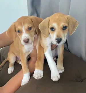 Cachorro raça SRD-ViraLata idade Abaixo de 2 meses nome Caramelo e Cauã