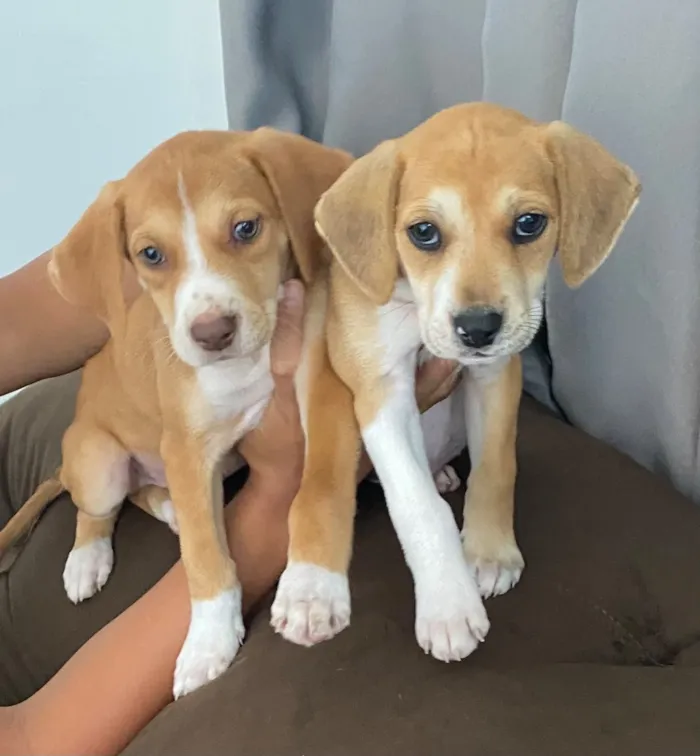Cachorro raça SRD-ViraLata idade Abaixo de 2 meses nome Caramelo e Cauã
