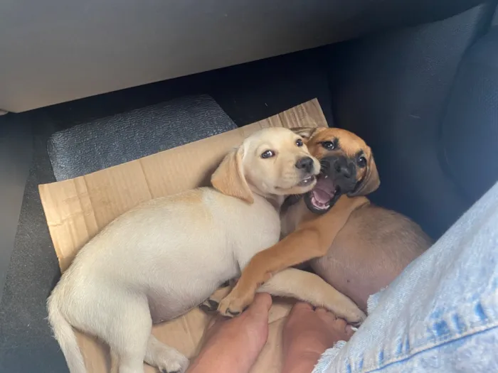 Cachorro raça SRD-ViraLata idade Abaixo de 2 meses nome Caramelo e Cauã