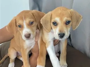 Cachorro raça SRD-ViraLata idade Abaixo de 2 meses nome Caramelo e Cauã