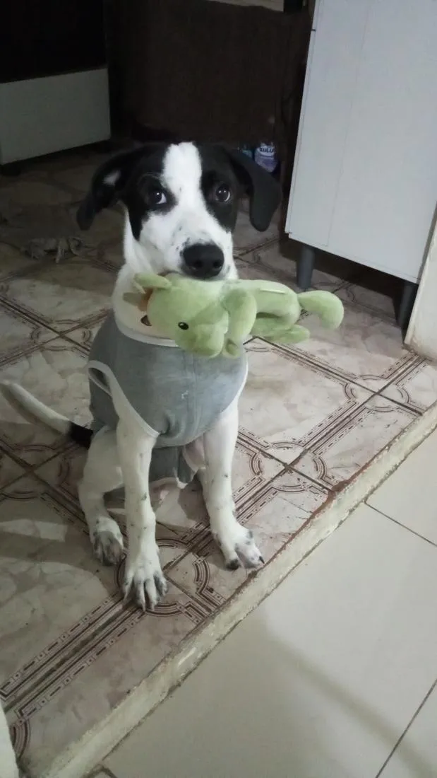 Cachorro raça SRD-ViraLata idade 2 a 6 meses nome Miguel