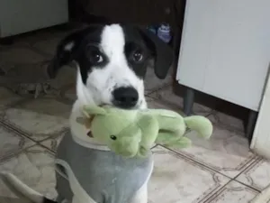 Cachorro raça SRD-ViraLata idade 2 a 6 meses nome Miguel