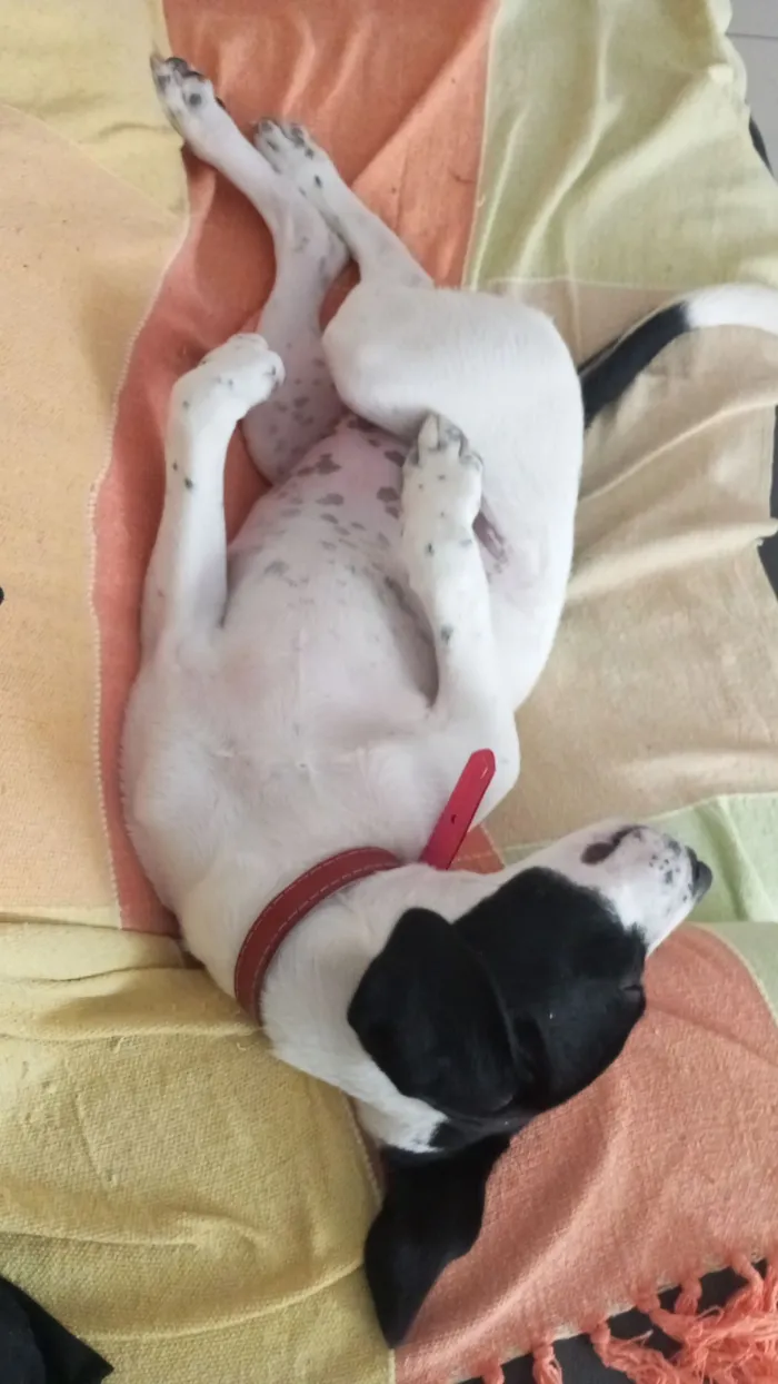 Cachorro raça SRD-ViraLata idade 2 a 6 meses nome Miguel
