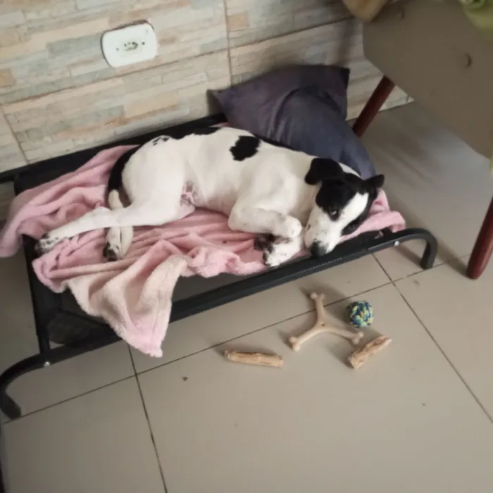Cachorro raça SRD-ViraLata idade 2 a 6 meses nome Miguel