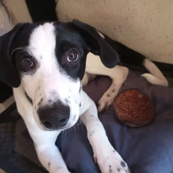 Cachorro raça SRD-ViraLata idade 2 a 6 meses nome Miguel