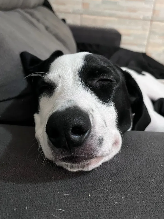 Cachorro raça SRD-ViraLata idade 2 a 6 meses nome Miguel