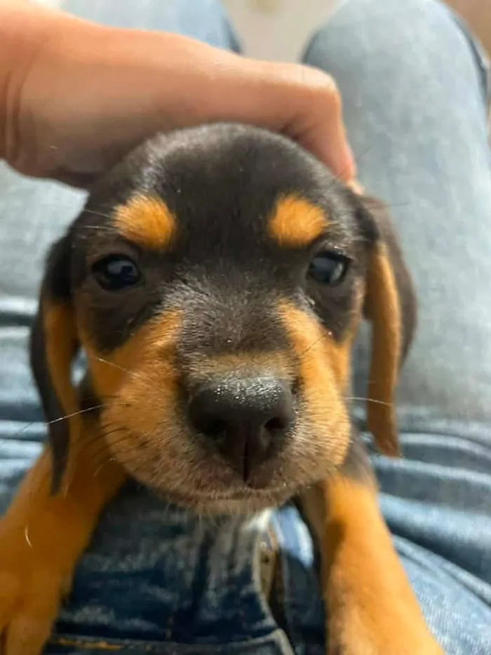 Cachorro raça SRD-ViraLata idade 2 a 6 meses nome Sem nome