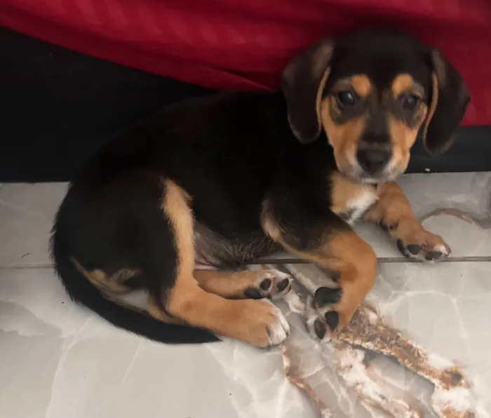 Cachorro raça SRD-ViraLata idade 2 a 6 meses nome Sem nome