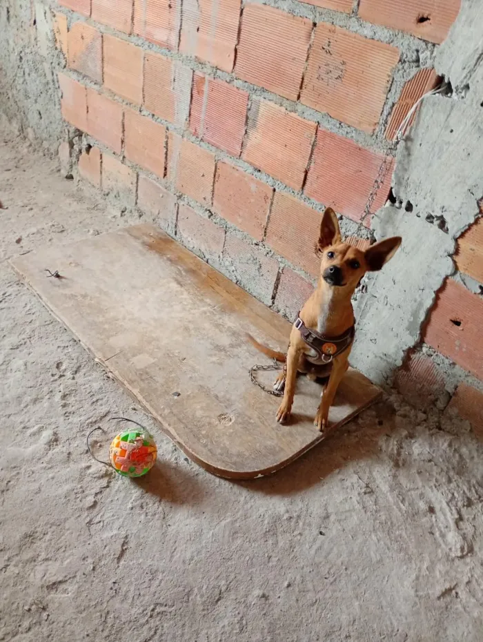 Cachorro raça Pinscher idade 2 a 6 meses nome Rex 