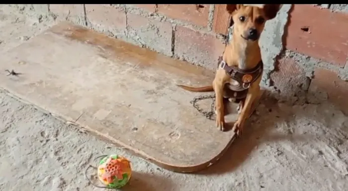 Cachorro raça Pinscher idade 2 a 6 meses nome Rex 