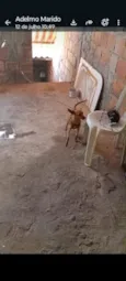 Rex 