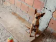 Rex 