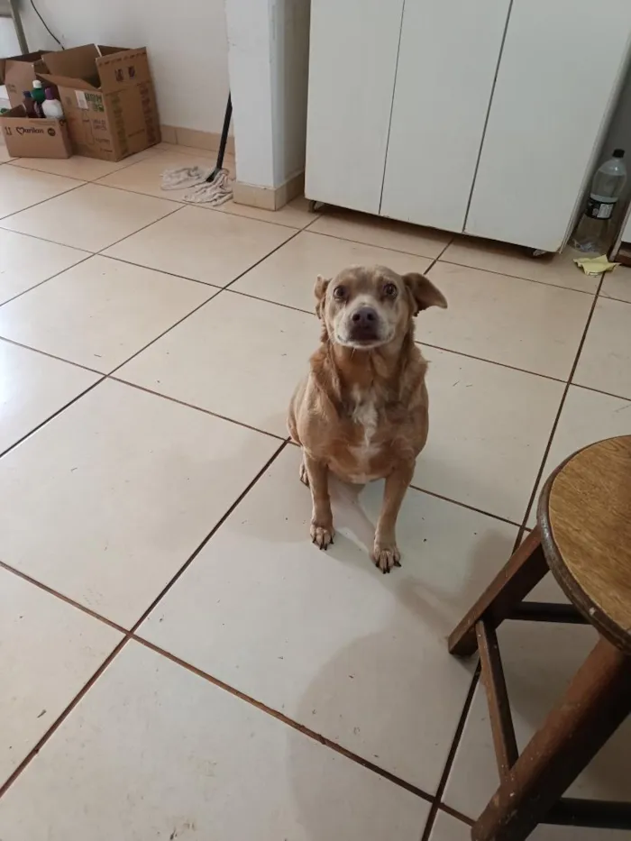Cachorro raça SRD-ViraLata idade 6 ou mais anos nome Cloe
