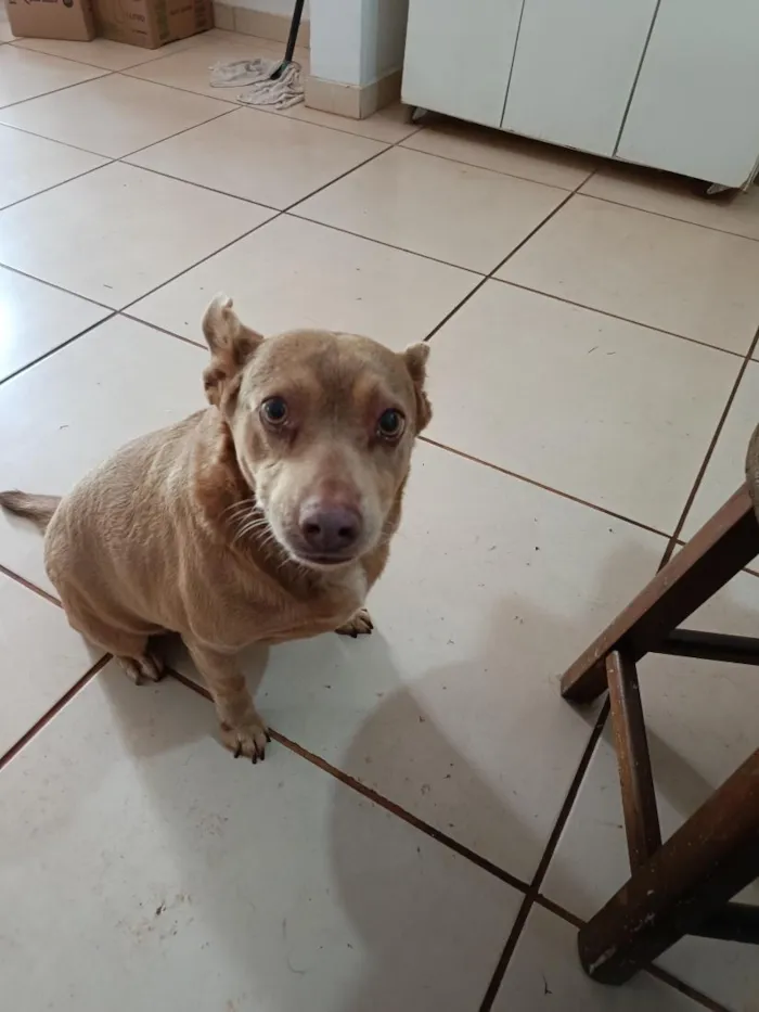 Cachorro raça SRD-ViraLata idade 6 ou mais anos nome Cloe
