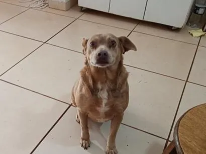 Cachorro raça SRD-ViraLata idade 6 ou mais anos nome Cloe
