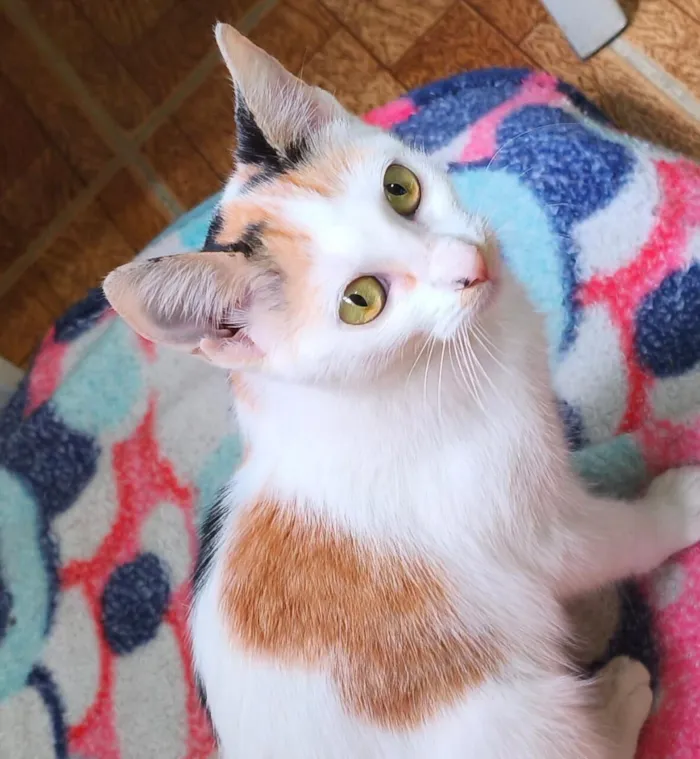 Gato raça SRD-ViraLata idade 2 a 6 meses nome Sara