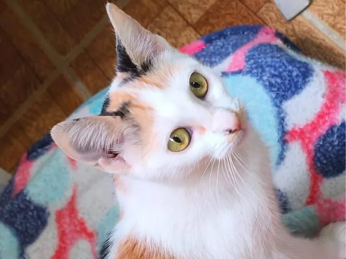 Gato raça SRD-ViraLata idade 2 a 6 meses nome Sara