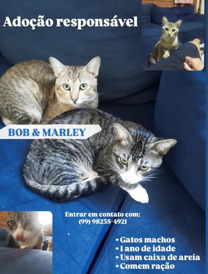 Gato raça SRD-ViraLata idade 1 ano nome Bob e Marley 