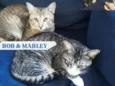 Bob e Marley 