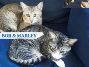 Gato raça SRD-ViraLata idade 1 ano nome Bob e Marley 