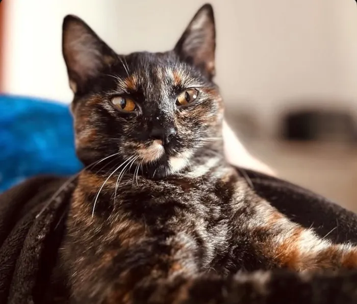 Gato raça SRD-ViraLata idade 7 a 11 meses nome Jujuba 