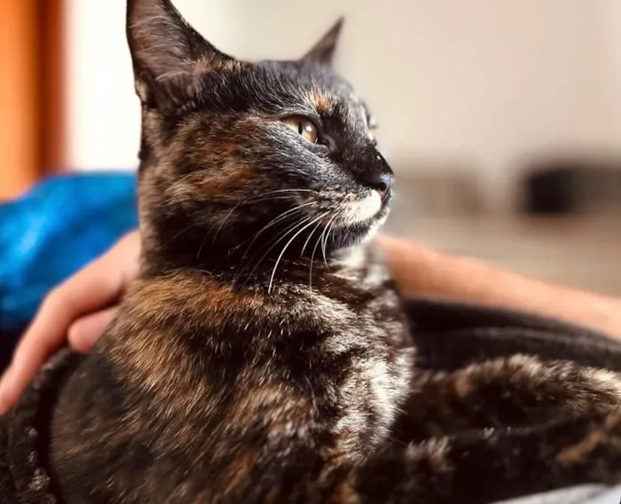 Gato raça SRD-ViraLata idade 7 a 11 meses nome Jujuba 