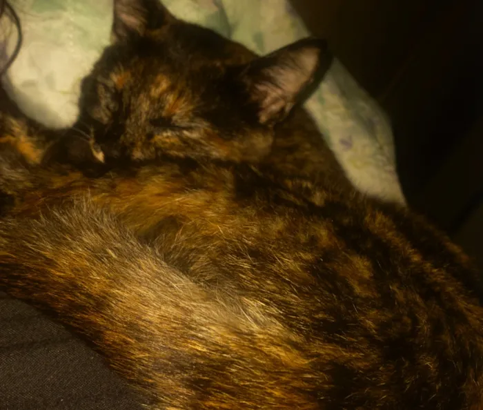 Gato raça SRD-ViraLata idade 7 a 11 meses nome Jujuba 