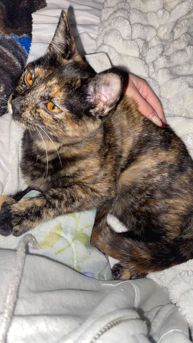 Gato raça SRD-ViraLata idade 7 a 11 meses nome Jujuba 