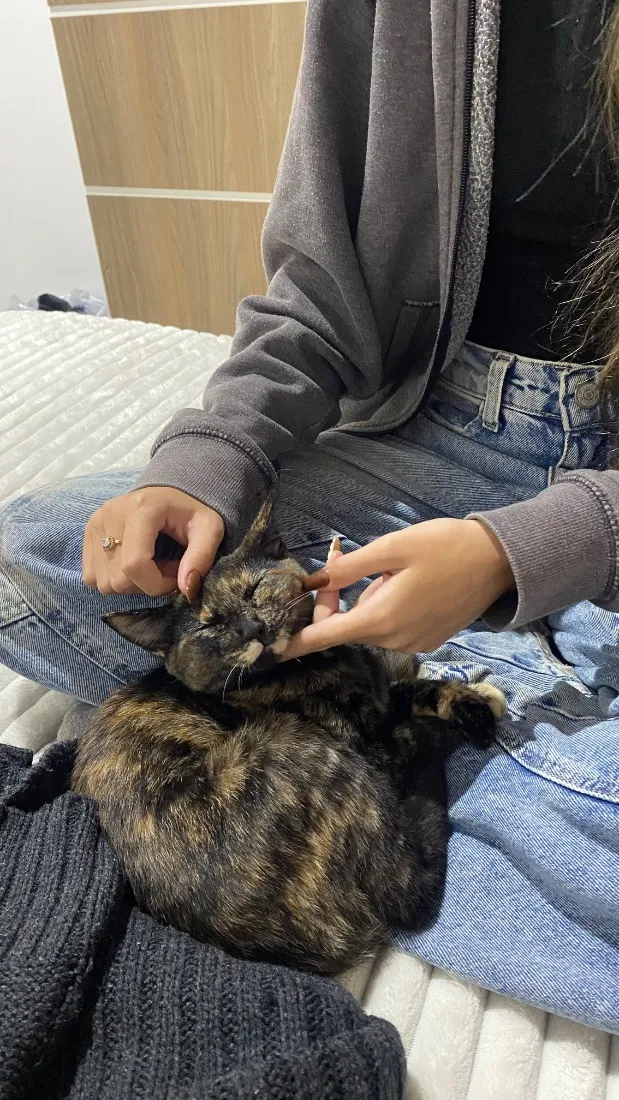 Gato raça SRD-ViraLata idade 7 a 11 meses nome Jujuba 