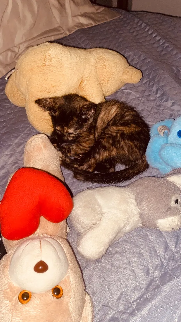 Gato raça SRD-ViraLata idade 7 a 11 meses nome Jujuba 