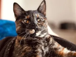 Gato raça SRD-ViraLata idade 7 a 11 meses nome Jujuba 