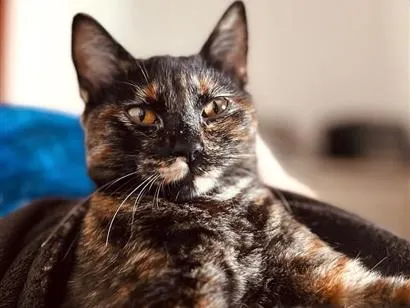 Gato raça SRD-ViraLata idade 7 a 11 meses nome Jujuba 