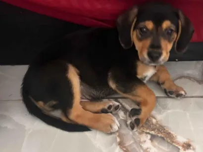 Cachorro raça SRD-ViraLata idade 2 a 6 meses nome Sem nome