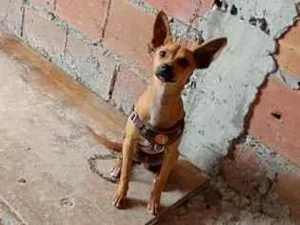 Cachorro raça Pinscher idade 2 a 6 meses nome Rex 
