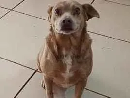 Cachorro raça SRD-ViraLata idade 6 ou mais anos nome Cloe