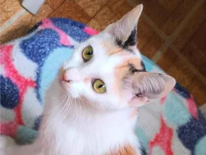 Gato raça SRD-ViraLata idade 2 a 6 meses nome Sara
