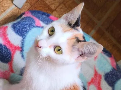 Gato raça SRD-ViraLata idade 2 a 6 meses nome Sara
